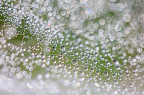 Abstract;Abstraction;Calm;Close-up;Dew;Droplets;Drops;Healing;Line;Macro;Modern;Nature;Pastoral;Shape;Water;Water Drops;contemporary;dew drops;dewy;drop;droplet;green;modern art;oneness;pattern;peaceful;reflection;reflections;restful;serene;soothing;texture;tranquil;zen