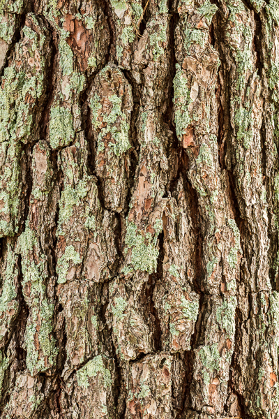 Abstract;Abstraction;Brown;Calm;Close-up;Concepts;Cool Colors;Cool Palette;Cool Tones;Green;Greens;Healing;Line;Minimalism;Nature;Oneness;Pastoral;Pine;Shape;Sunlight;Sunshine;Tan;Tree;Wabi Sabi;bark;color;pattern;peaceful;plants;restful;serene;soothing;sunlit;texture;tranquil;tree;tree trunk;trees;trunk