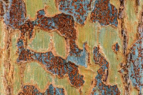 Abstract;Abstraction;Blue;Branches;Brown;Calm;Close-up;Gold;Healing;Line;Macro;Modern;Nature;Pastoral;Shape;Tan;Tree;Wabi Sabi;Warm Colors;Warm Palette;Warm Tones;Yellow;bark;color;contemporary;contemporary art;green;modern art;oneness;orange;pattern;peaceful;restful;serene;soothing;texture;tranquil;tree trunk;trunk;zen