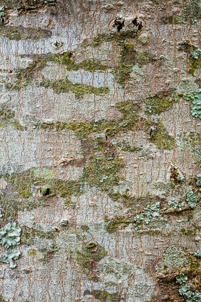 Abstract;Abstraction;Brown;Calm;Close-up;Concepts;Cool Colors;Cool Palette;Cool Tones;Gold;Green;Greens;Lichen;Lichens;Line;Macro;Moss;Nature;Oneness;Pastoral;Shape;Tan;Tree;Wabi Sabi;Yellow;bark;color;green;oneness;pattern;peaceful;plants;serene;soothing;texture;tranquil;tree;tree trunk;trunk