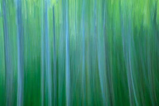 Abstract;Abstraction;Aqua;Blue;Calm;Close-up;Forest;Line;Minimalism;Pastoral;Shape;Yellow;green;oneness;pattern;peaceful;serene;texture;tranquil;zen