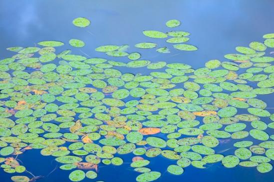 Chestnut Mountain;Lily Pads;TNC;Tennessee;United States