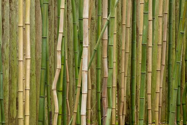 Abstract;Abstraction;Blossom;Blossoms;Botanical;Brown;Calm;Floweret;Flowering;Flowers;Flowers & Plants;Healing;Health care;Healthcare;Line;Minimalism;Nature;Pastoral;Tan;Wabi Sabi;Yellow;bamboo;bloom;flora;floral;flower;green;oneness;pattern;peaceful;plants;restful;serene;soothing;texture;tranquil;zen