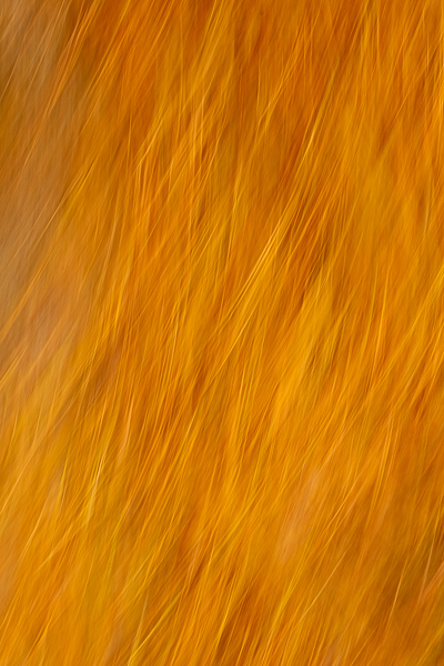 Abstract;Abstraction;Calm;Close-up;Healing;Line;Nature;Pastoral;Shape;Yellow;oneness;orange;pattern;peaceful;restful;serene;soothing;texture;tranquil;zen