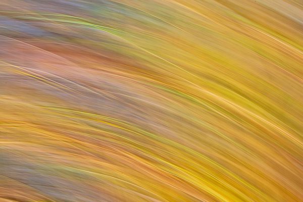 Abstract;Abstraction;Calm;Close-up;Healing;Line;Nature;Pastoral;Shape;Yellow;oneness;orange;pattern;peaceful;restful;serene;soothing;texture;tranquil;zen