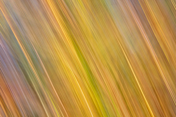 Abstract;Abstraction;Blue;Calm;Close-up;Healing;Line;Nature;Pastoral;Shape;Yellow;green;oneness;orange;pattern;peaceful;purple;restful;serene;soothing;texture;tranquil;zen