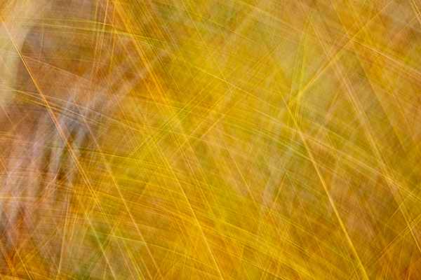 Abstract;Abstraction;Calm;Close-up;Gold;Healing;Line;Nature;Pastoral;Shape;Tan;Yellow;oneness;orange;pattern;peaceful;restful;serene;soothing;texture;tranquil;zen