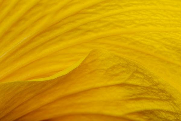 Abstract;Abstraction;Bloom;Blossom;Blossoms;Calm;Close-up;Concepts;Flora;Floral;Flower;Floweret;Flowering;Flowers;Flowers & Plants;Healing;Health care;Healthcare;Hibiscus;Line;Macro;Minimalism;Nature;Oneness;Pastoral;Petal;Shape;Yellow;bloom;color;flora;floral;flower;oneness;pattern;peaceful;plants;restful;serene;soothing;texture;tranquil;zen