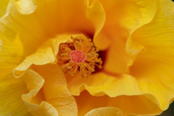 Abstract;Abstraction;Bloom;Blossom;Blossoms;Calm;Close-up;Concepts;Flora;Floral;Flower;Floweret;Flowering;Flowers;Flowers & Plants;Healing;Health care;Healthcare;Hibiscus;Line;Macro;Minimalism;Nature;Oneness;Pastoral;Petal;Shape;Yellow;bloom;color;flora;floral;flower;oneness;pattern;peaceful;plants;restful;serene;soothing;texture;tranquil;zen