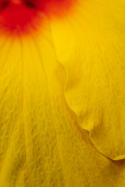 Abstract;Abstraction;Bloom;Blossom;Blossoms;Bud;Calm;Close-up;Concepts;Flora;Floral;Flower;Floweret;Flowering;Flowers;Flowers & Plants;Healing;Health care;Healthcare;Hibiscus;Line;Macro;Nature;Oneness;Pastoral;Petal;Shape;Yellow;bloom;color;flora;floral;flower;pattern;peaceful;plants;restful;serene;soothing;texture;tranquil;zen