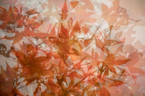 Abstract;Abstraction;Autumn;Blossom;Blossoms;Botanical;Botanicals;Calm;Concepts;Fall;Fallen Leaves;Floweret;Flowering;Flowers;Flowers & Plants;Healing;Health care;Healthcare;Leaf;Leaves;Line;Nature;Oneness;Pastoral;Plant;Wabi Sabi;bloom;flora;floral;flower;foliage;oriental;pattern;peaceful;plants;restful;serene;soothing;tranquil;zen