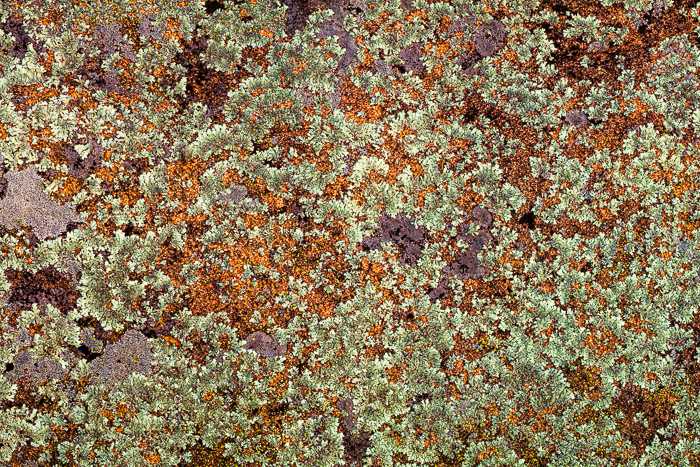 Abstract;Abstraction;Brown;Calm;Close-up;Concepts;Cool Colors;Cool Palette;Cool Tones;Gold;Green;Greens;Healing;Health care;Healthcare;Lichen;Line;Modern;Nature;Oneness;Pastoral;Rock;Rock Face;Rocks;Shape;Stone;Stones;Tan;Texas;United States;Wabi Sabi;color;contemporary art;modern art;pattern;peaceful;restful;serene;soothing;texture;tranquil;zen