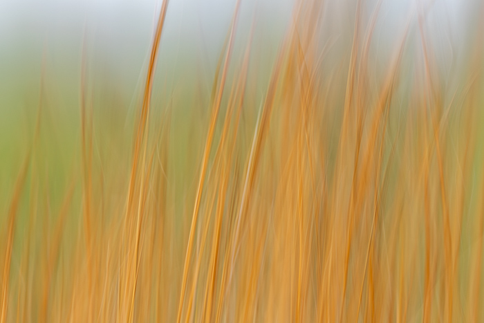 Abstract;Abstraction;Biophilic;Blossom;Blossoms;Botanical;Botanicals;Calm;Close-up;Concepts;Cool Colors;Cool Palette;Cool Tones;Floweret;Flowering;Flowers;Flowers & Plants;Gold;Green;Greens;Healing;Health care;Healthcare;Line;Minimalism;Nature;Oneness;Pastoral;Plant;Sunlight;Sunshine;Tan;Wabi Sabi;Yellow;biophilic design;biophilic interior design;bloom;color;flora;floral;flower;grass;landscape;pattern;peaceful;plants;restful;serene;soothing;sunlit;texture;tranquil;zen