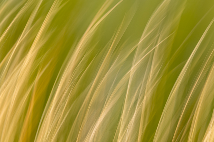 Abstract;Abstraction;Biophilic;Blossom;Blossoms;Botanical;Botanicals;Calm;Close-up;Concepts;Cool Colors;Cool Palette;Cool Tones;Floweret;Flowering;Flowers;Flowers & Plants;Gold;Green;Greens;Healing;Health care;Healthcare;Line;Minimalism;Nature;Oneness;Pastoral;Plant;Sunlight;Sunshine;Tan;Wabi Sabi;Yellow;biophilic design;biophilic interior design;bloom;color;flora;floral;flower;grass;landscape;pattern;peaceful;plants;restful;serene;soothing;sunlit;texture;tranquil;zen