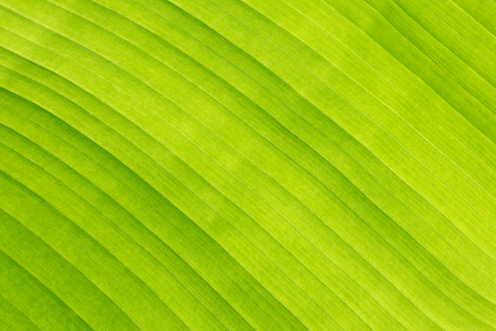 Abstract;Abstraction;Blossom;Blossoms;Botanical;Calm;Close-up;Concepts;Detail;Environment;Flora;Floweret;Flowering;Flowers;Flowers & Plants;Leaf;Leaves;Line;Macro;Minimalism;Natural;Nature;Oneness;Organic;Pastoral;Plant;Vein;Veins;Vertical;background;bloom;bright;close up;exotic;flora;floral;flower;fresh;green;greenery;growth;healthy;jungle;layer;minimal;ornamental;pattern;peaceful;plants;repetition;restorative;serene;striped;surface;symmetry;texture;tranquil;tropical;vibrant