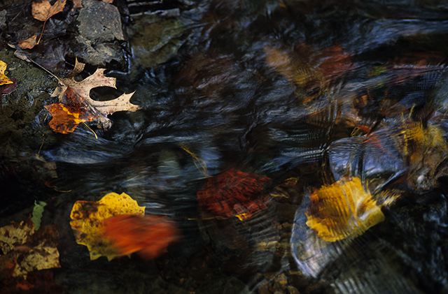 Pool of Water;Reflections;Water;Oneness;Stream;Creek;Brook;Rivulet;Flow;Flowing;Wet;Tributary;Cascade;Gush;Streamlet;Torrent;Pouring;White Water;Rapids;Bubbling;River;Plants;Botanical;Leaf;Leaves;Vegetation;Foliage;Veins;Compound;Leaflet