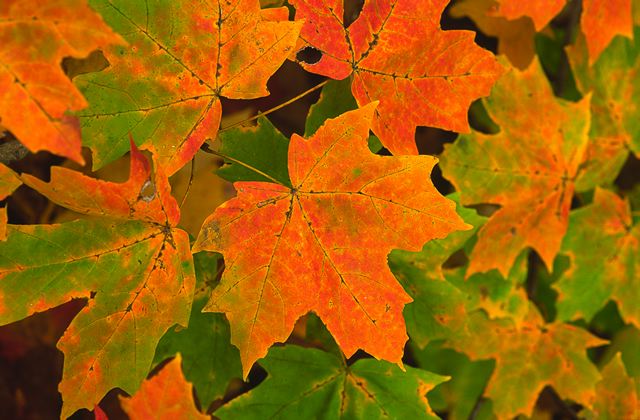 Plants;Botanical;Leaf;Leaves;Vegetation;Foliage;Veins;Compound;Leaflet;Fall Scenes;Forest;Nature;Trees;Autumn;Abstract;Abstractions;Patterns;Shapes;Textures