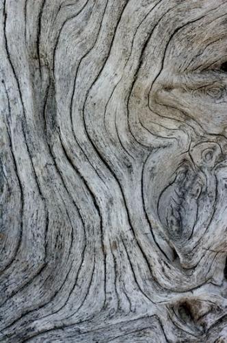 Patterns;Drift;Trees;Abstract;Tree Trunk;Trunk;whitewater;driftwood;Branch;Beach;Abstractions;Sea Foam;Waves;Plant;Branches;Beaches;Shoreline;Sea;Herbaceous;Shore;Textures;Ocean;Tree;Shapes;bark;Water
