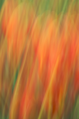 Abstract;Abstractions;Bloom;Blossom;Blossoms;Floret;Flower;Floweret;Flowering;Flowers;Green;Patterns;Petal;Petals;Pistel;Red;Shapes;Spring;Stamen;Textures;White;Yellow