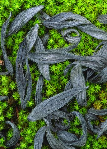 Abstract;Abstractions;Patterns;Shapes;Textures;cactus;Plant;Spines;Plants;Botanical;Leaf;Leaves;Vegetation;Foliage;Veins;Compound;Leaflet