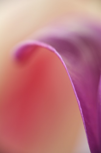 Abstract;Abstractions;art deco;Bloom;Blossom;Blossoms;close up;Floret;Flower;Floweret;Flowering;Flowers;Patterns;Petal;Petals;Pistel;Purple;Red;Shapes;Spring;Textures;Yellow