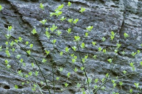 Abstractions;Rock Formations;Steep;Tennessee;Canyon;Pogue Creek;Green;Sheer;Bluff;Cumberland Plateau;Cliff;Rock Face;Jamestown;Abstract