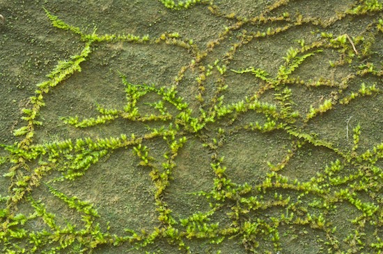 Abstract;Abstractions;Botanical;Botanicals;botany;Boulder;flora;Geological;Geology;Green;greenery;herb;herbage;Moss;Patterns;plant;Plant;plants;Rock;Rock formations;Rocks;Shapes;shrub;Stone;Striation;Textures;Vegetation