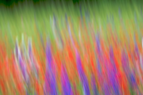 Abstract;Abstractions;Bloom;Blossom;Blossoms;Blue;Floret;Flower;Floweret;Flowering;Flowers;Green;Patterns;Petal;Petals;Pistel;Purple;Red;Shapes;Stamen;Textures