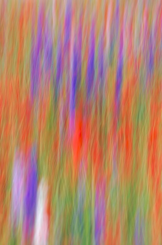 Abstract;Abstractions;Bloom;Blossom;Blossoms;Blue;Floret;Flower;Floweret;Flowering;Flowers;Green;Patterns;Petal;Petals;Pistel;Purple;Red;Shapes;Stamen;Textures