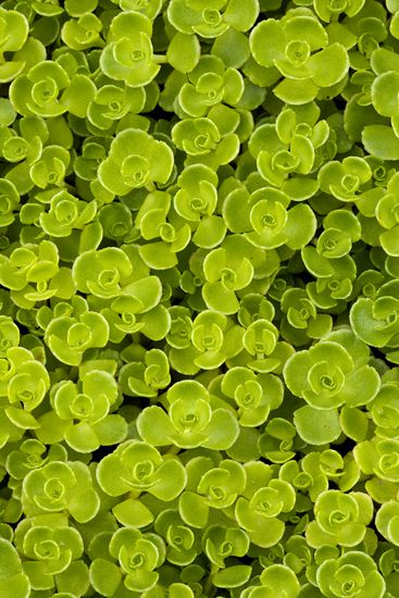 New York;Ithaca;Cornell Arboretum;Textures;Shapes;Patterns;Abstractions;Abstract;botanical;plant;plants;botanicals;botany;vegetation;greenery;flora;herbage;herb;shrub;Leaf;Leaves;Leafy;Foliage;Vein