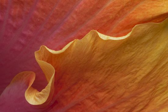 Floret;Floweret;Stamen;Pistel;Petals;Petal;Blossoms;Blossom;Bloom;Flowers;Flower;Textures;Shapes;Patterns;Abstractions;Abstract