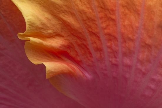 Floret;Floweret;Stamen;Pistel;Petals;Petal;Blossoms;Blossom;Bloom;Flowers;Flower;Textures;Shapes;Patterns;Abstractions;Abstract