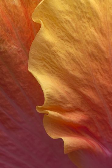 Floret;Floweret;Stamen;Pistel;Petals;Petal;Blossoms;Blossom;Bloom;Flowers;Flower;Textures;Shapes;Patterns;Abstractions;Abstract