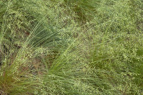 New York;Ithaca;Cornell Arboretum;botanical;plant;plants;botanicals;botany;vegetation;greenery;flora;herbage;herb;shrub;Textures;Shapes;Patterns;Abstractions;Abstract;grass;seeds;seed