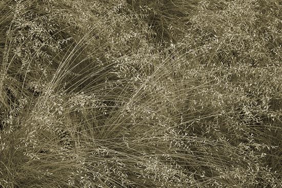 botanical;plant;plants;botanicals;botany;vegetation;greenery;flora;herbage;herb;shrub;Textures;Shapes;Patterns;Abstractions;Abstract;grass;seeds;seed;Sepia;Black & white