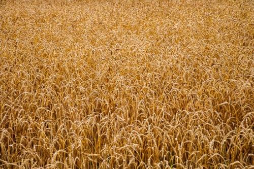 Abstract;Abstraction;Agricultural;Agriculture;Brown;Color;Farm;Farming;Field;Flowers & Plants;Gold;Grass;Healing;Health care;Healthcare;Landscape;Line;Modern;Nature;Oneness;Pastoral;Pattern;Peaceful;Shape;Stock categories;Tan;Texture;Wabi Sabi;Wheat;Wheat Field;Yellow;botanical;calm;contemporary;contemporary art;modern art;restful;seeds;serene;soothing;tranquil;zen