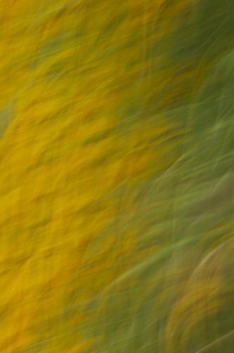 Abstract;Abstractions;Bloom;Blossom;Blossoms;Floret;Flower;Floweret;Flowering;Flowers;Illinois;Patterns;Petal;Petals;Pistel;Shapes;Stamen;Textures:Yellow;Green