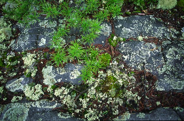 Abstract;Abstractions;Patterns;Shapes;Textures