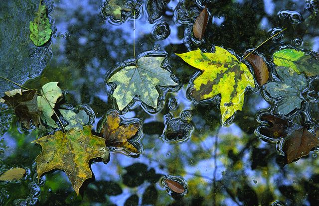 Pool of Water;Reflections;Water;Oneness;Plants;Botanical;Leaf;Leaves;Vegetation;Foliage;Veins;Compound;Leaflet