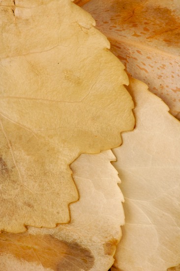 Abstract;Abstractions;Beige;Botanical;Brown;Compound;Foliage;Leaf;Leaflet;Leaves;Patterns;Plants;Shapes;Tan;Textures;Vegetation;Veins