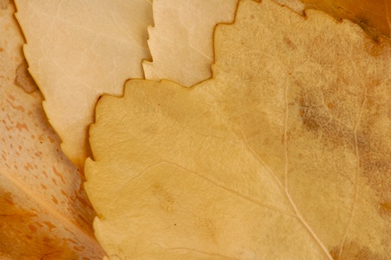 Abstract;Abstractions;Beige;Botanical;Brown;Compound;Foliage;Leaf;Leaflet;Leaves;Patterns;Plants;Shapes;Tan;Textures;Vegetation;Veins