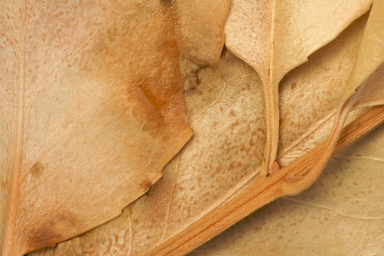 Abstract;Abstractions;Beige;Botanical;Brown;Compound;Foliage;Leaf;Leaflet;Leaves;Patterns;Plants;Shapes;Tan;Textures;Vegetation;Veins
