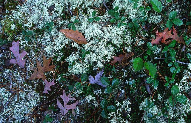 Abstract;Abstractions;Patterns;Shapes;Textures;Plant