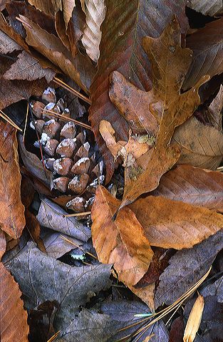 Fall Scenes;Forest;Leaf;Leaves;Nature;Trees;Autumn;Abstract;Abstractions;Patterns;Shapes;Textures;Plants;Woods;Bark;Outdoors;Natural;Woodland;Botanical;Vegetation;Foliage;Veins;Compound;Leaflet
