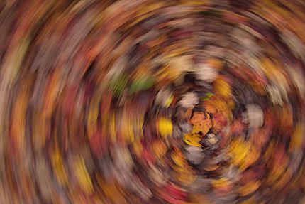 Abstract;Abstractions;Patterns;Shapes;Textures;Plants;Botanical;Leaf;Leaves;Vegetation;Foliage;Veins;Compound;Leaflet;Fall Scenes;Forest;Nature;Trees;Autumn