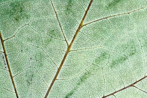 Abstract;Abstraction;Close-up;Fallen;Fallen Leaves;Green;Leaf;Line;Oneness;Pastoral;Pattern;Peaceful;Plant;Shape;Texture;Veins;Wabi Sabi;zen