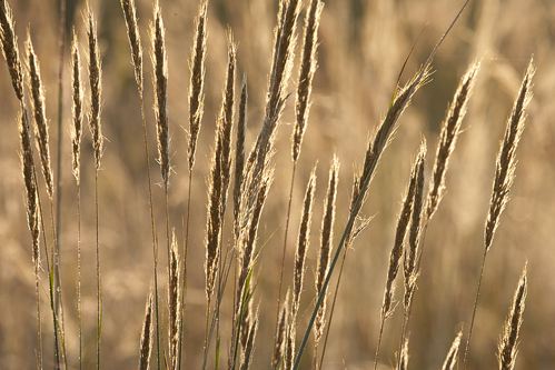 damp;wet;moisture;dewy;droplet;drop;water;Dew;Break of Day;First Light;Daybreak;Dawn;Morning;Sun-up;Sunrise;Sunlight;Grass;Seed;Seed head;Brown;botanical;plant;plants;botanicals;botany;vegetation;greenery;flora;herbage;herb;shrub