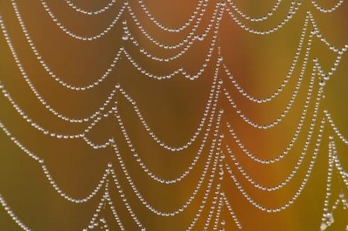 Rust;Textures;Damp;Drop;Droplet;Dewy;Dew;Spiderweb;Moisture;Wet;Shapes;Water;Orange;Gold;Spider;Abstractions;Brown;Patterns;Abstract;olive;web;webbing;Close-up