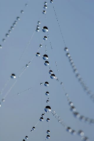 Insects;Bug;entymology;Wings;Spider;Web;Spider Web;Arachnid;Dew;Details;Water;Abstract;Reflections;Drop;Moisture;Droplet;Morning;Bead;Dewey;Abstractions;Patterns;Shapes;Textures;Spiderweb