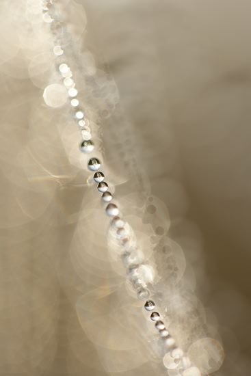 Insects;Bug;entymology;Wings;Spider;Web;Spider Web;Arachnid;Dew;Details;Water;Abstract;Reflections;Drop;Moisture;Droplet;Morning;Bead;Dewey;Abstractions;Patterns;Shapes;Textures;Spiderweb;Insect